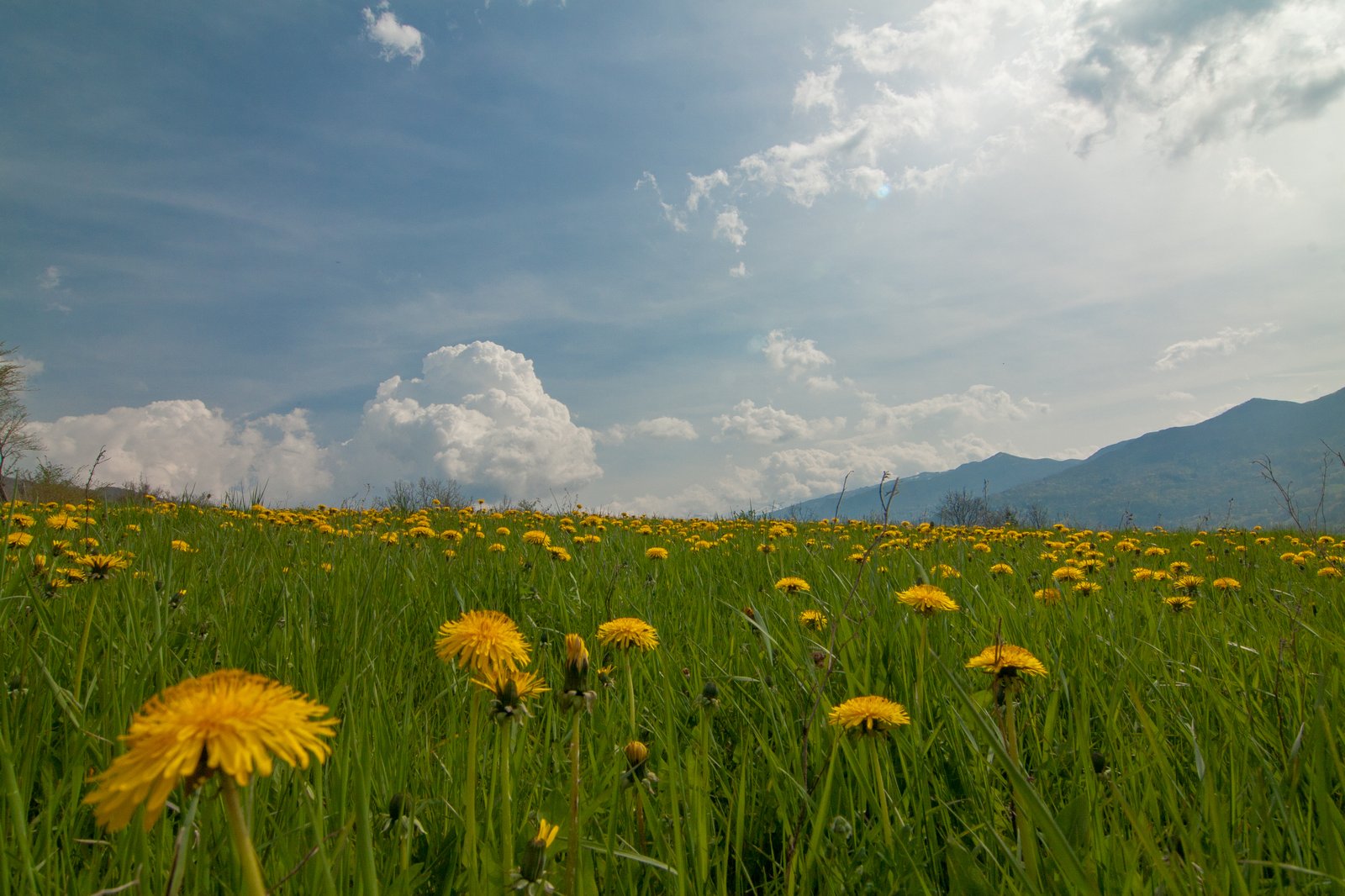 Primavera in Val Bratica: prato di tarassaco in fiore con cumuli sullo sfondo